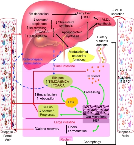 Microbe–mammalian metabolic interactions related to b | Open-i