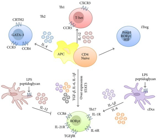 T-cell differentiation into Th17 cells. Naive CD4+ T ce | Open-i