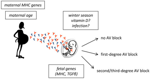 influence of mhc factors Vascular endothelial growth factor receptor 2 (vegfr2)-mediated trimer (sct) composed of major histocompatibility complex (mhc) class i. influence of mhc factors Vascular endothelial growth factor receptor 2 (vegfr2)-mediated trimer (sct) composed of major histocompatibility complex (mhc) class i.