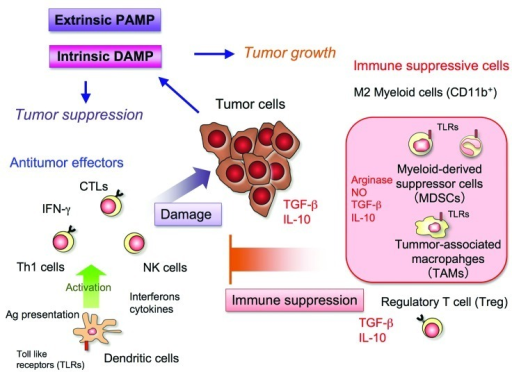 Figure 3. Inflammation provides the microenvironment f | Open-i