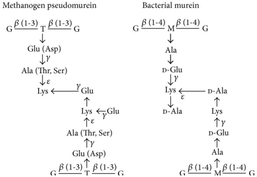 What's the difference between archaea and bacteria? - Quora