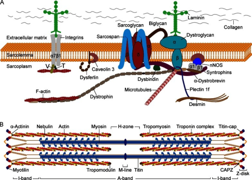 Sarcolemmal proteins and sarcomere structure. (A) The D | Open-i