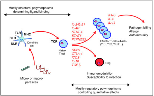 Schematic diagram of the polymorphic elements in immune  Open-i