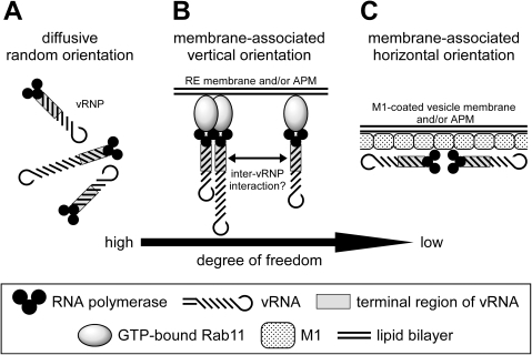 Models for spatial orientation of vRNP segments toward Open i