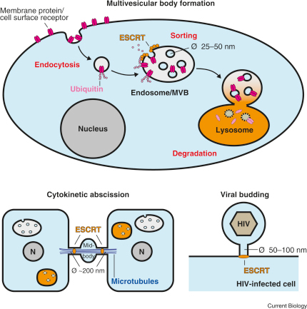 ESCRT-dependent processes.ESCRT complexes catalyze a to | Open-i