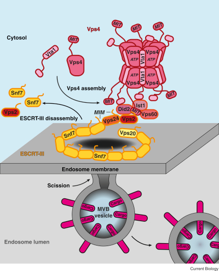 Membrane scission and ESCRT-III disassembly by Vps4.The ESCRT-III subunits Vps24 and Vps2 terminate assembly of the ESCRT-III filament (orange) on the endosome surface. Vps2 together with Did2, Ist1 and Vps60 build a recruitment complex for the AAA-ATPase Vps4 and its cofactor Vta1. Once assembled, the Vps4 complex (pink) catalyzes disassembly of the ESCRT-III filament in an ATP-driven reaction. ESCRT-III disassembly terminates each round of the MVB pathway, which results in the generation of a cargo-laden 25 nm MVB vesicle (50 nm in human cells).