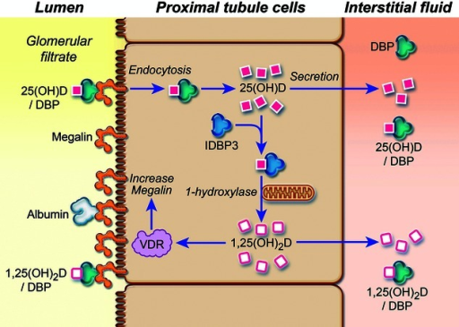 Megalin-mediated tubular recovery of vitamin D metaboli | Open-i