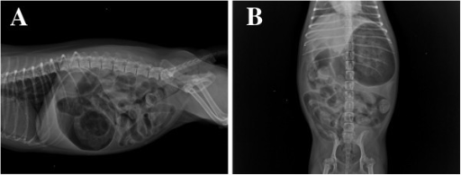 Radiograph of the abdominal region in a dog with metham | Open-i