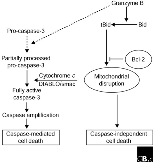 A Schematic Model Of Granzyme-B-mediated Apoptosis. Gra | Open-i