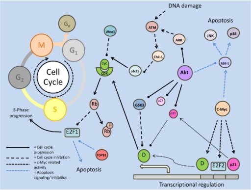Reversible phosphorylation regulation of the cell cycle Biology Diagrams