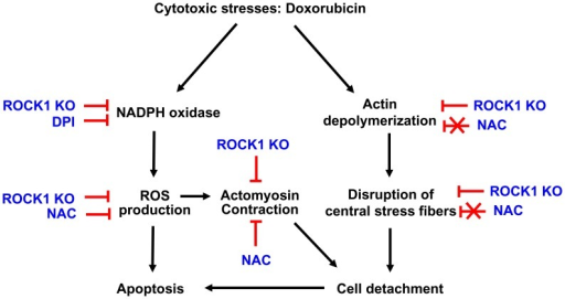 Schematic summary.The diagram summarizes the effects of ...