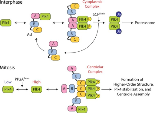 Model Of Plk4 Turnover Regulation By Domain-specific An | Open-i