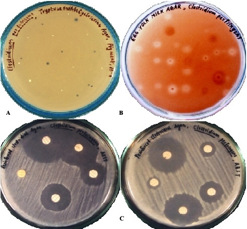 Clostridium Perfringens On Egg Yolk Agar