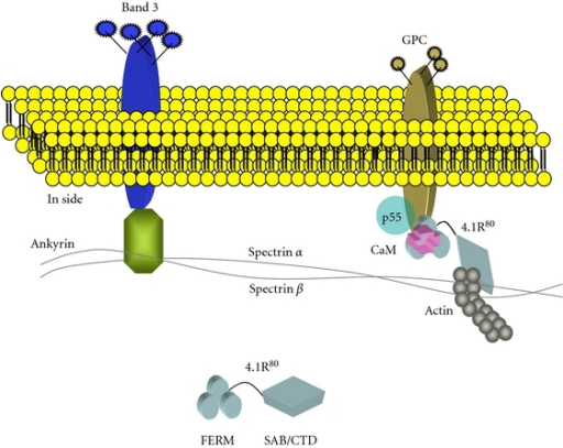 Erythrocyte Membrane Protein Band 4 1 Like 3 Inhibits Osteosarcoma Cell