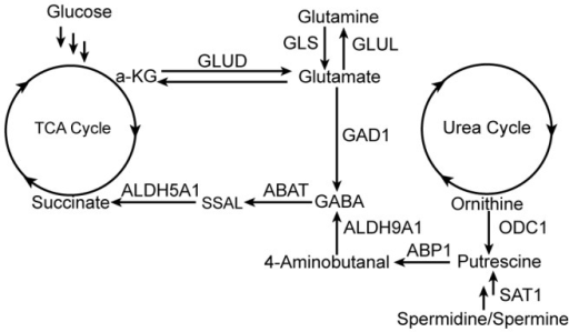 GABA synthetic and metabolic pathways in NE cells.GLUD: | Open-i