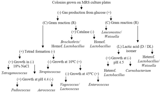 Flowchart for identification of LAB genera by phenotypi | Open-i