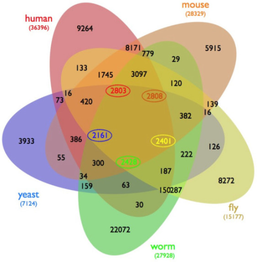 five way venn diagram of orthologous genes in five spec open i five way venn diagram