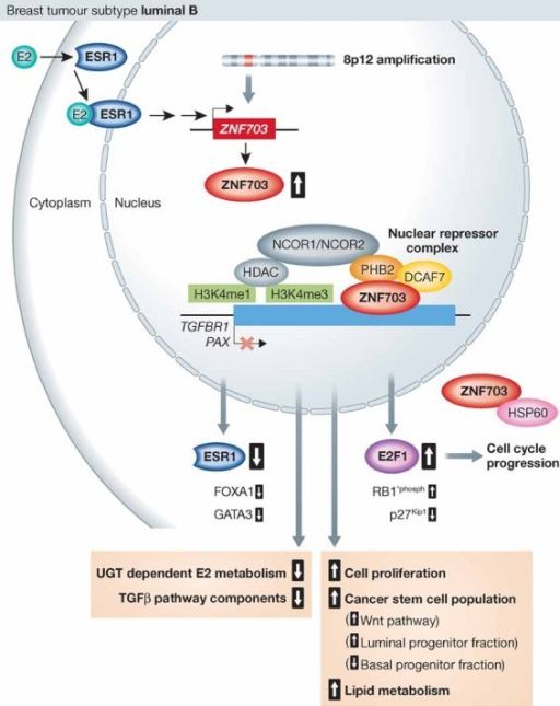 ZNF703 Function In Luminal B Breast CancerTranscription | Open-i