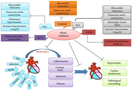 The protective effect of HDAC inhibitors in cardiac rem | Open-i