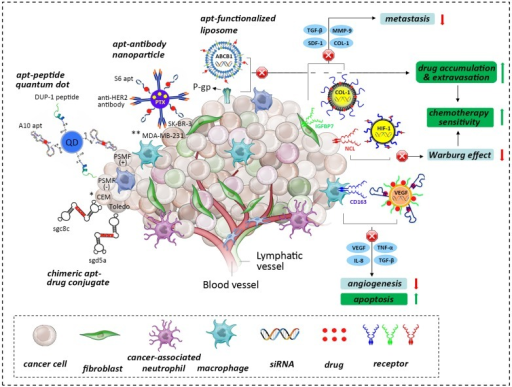 The role of the tumor niche in the origin and influence | Open-i