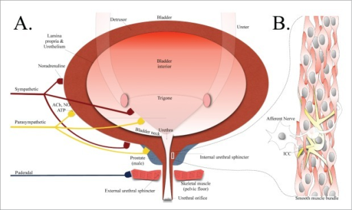 (A) A Representation Of The Anatomy Of The Lower Urinar | Open-i