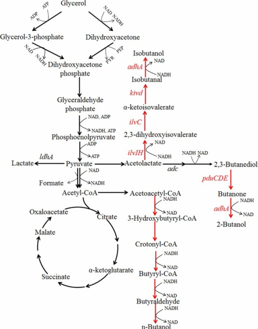 Metabolic pathway for the production of n-butanol, 2-bu | Open-i