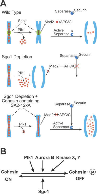 Model for Sgo1 Function during Mitosis(A) During an unp | Open-i