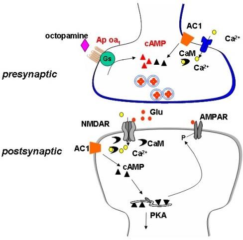 Proposed model for presynaptic Ap oa1 in the synapse in | Open-i