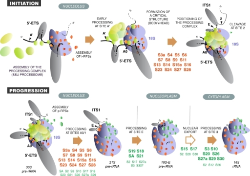 Model Of RPS Protein Activity In Ribosome Biogenesis. I | Open-i