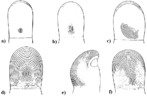 Stages Of Fingerprint Formation Taken From [9]. Fingerp | Open-i