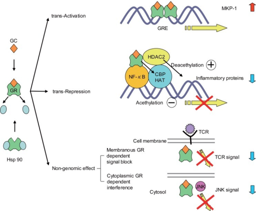 Anti-inflammatory actions of GC. Trans-Activation, GRs | Open-i