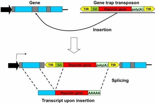 Gene Trap Transposons A Gene Trap Designed To Disrupt Open I