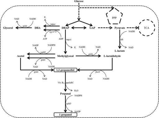 Scheme of the engineered metabolic pathway for the prod | Open-i