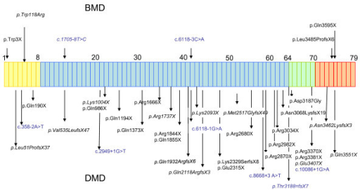 Distribution Of Mutations Along The Dmd Gene Each Box Open I