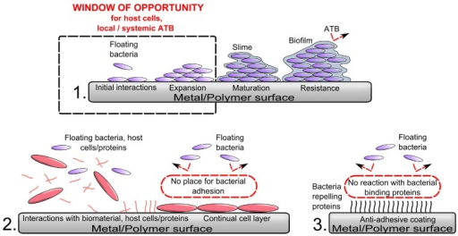 Schematic Illustration Of The Process Of Biomaterial Co Open I 5130