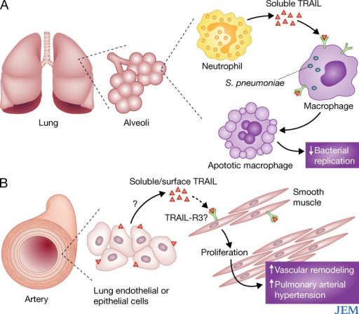 Protective and pathogenic roles for TRAIL signaling. (A | Open-i