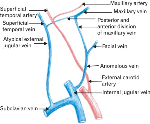 External Jugular Vein