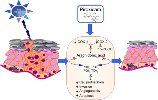 Schematic Representation Of Pxm Effect On Ak Uvb Irradi Open I