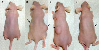 Ratones desnudos sometidos a la inyección de tumores.
