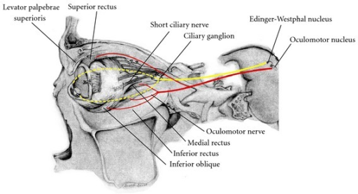 Pathway Of The Oculomotor Nerve Projections Of The Som Open I My Xxx