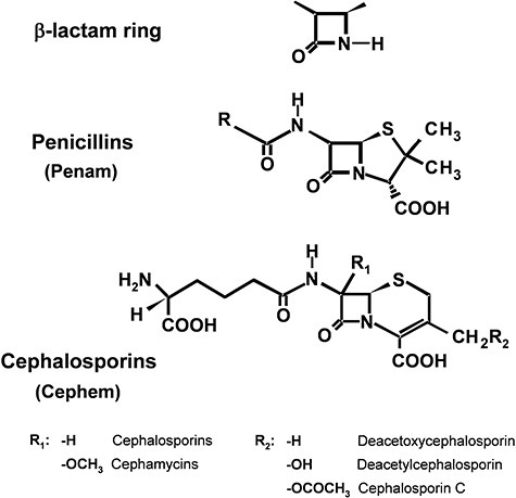 ⏩SOLVED:(The Penicillins and Cephalosporins: β-Lactam Antibiotics,… |  Numerade