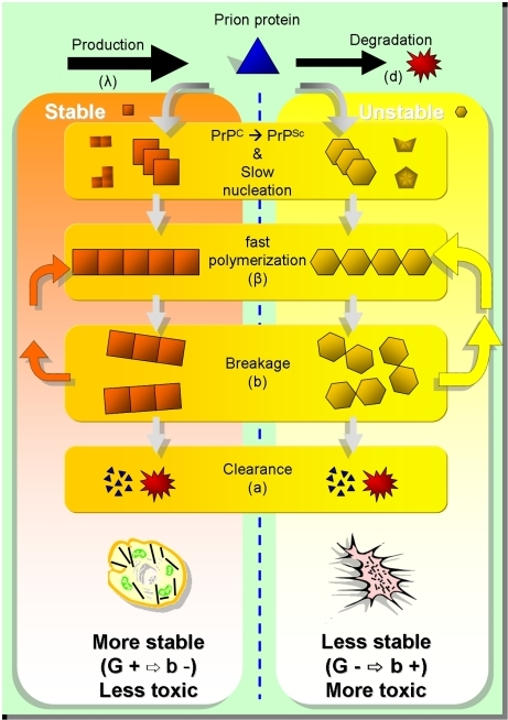 Kinetic model and prion pathways.The cartoon describes | Open-i