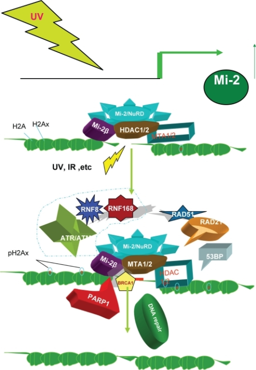 mechanisms of 5 repair dna of Mi repair and of DN stress, complex the Model 2/NuRD