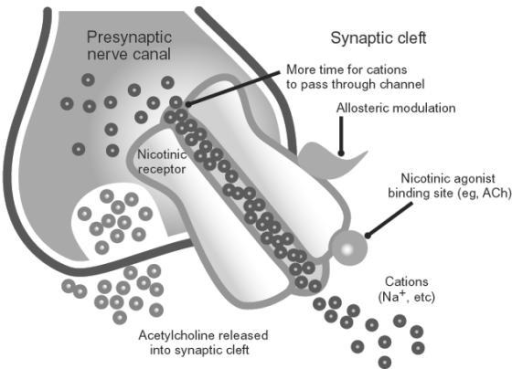 galantamine-proposed-mechanisms-of-action-acetylcholin-open-i