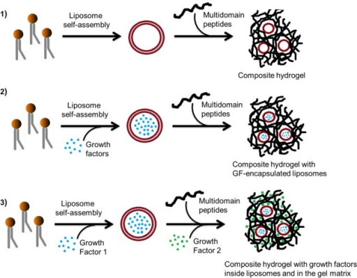 Stepwiseorthogonal Self-assembly Combining Liposomes, G | Open-i