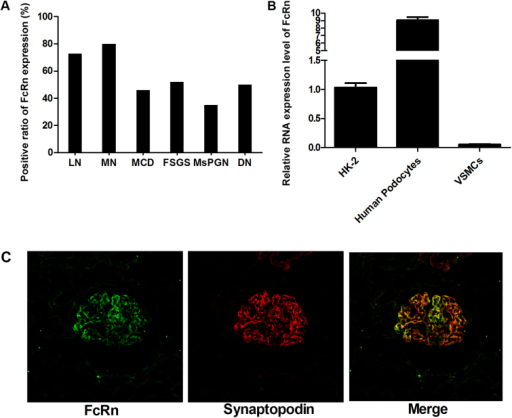 Localization Of The Neonatal Fc Receptor Fcrn In Huma Open I