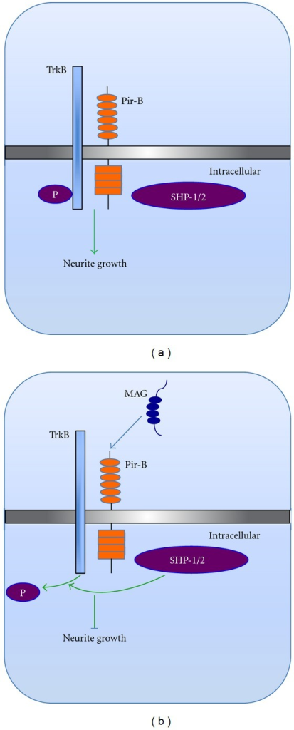 Molecular Pathway Of PIR-B Signal Transduction. Binding | Open-i