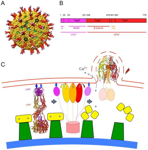 The rotavirus particle and conformational transformatio Openi