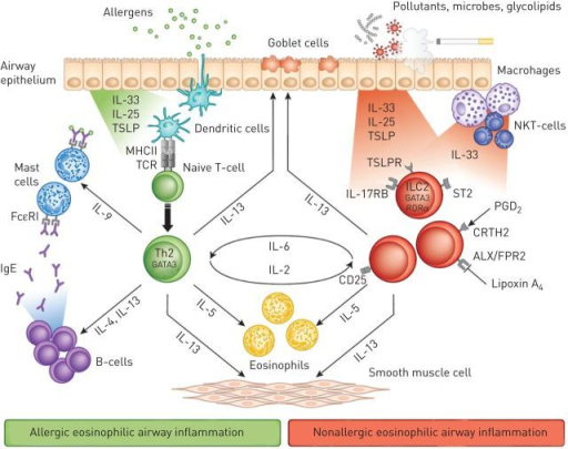 Two different pathways lead to eosinophilic airway infl 