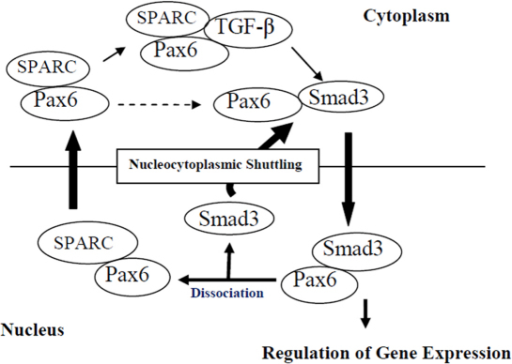 Presumptive model shows the interaction of Pax6 with SPARC that influences shuttling of Pax6 from nucleus to cytoplasm and the interaction of the Pax6/SPARC complex with TGF-β to complete the Pax6 nucleocytoplasmic shuttling cycle.